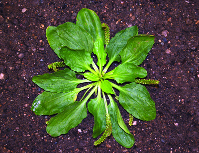 Plantain broadleaf rosette