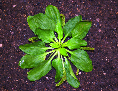 broadleaf plantain rosette