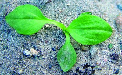 Plantain broadleaf seedling