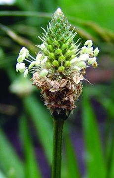 Plantain buckhorn flower