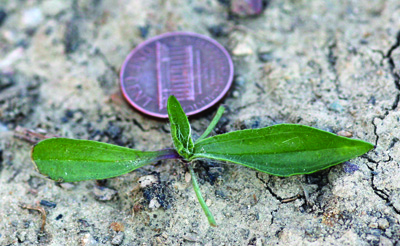 Plantain buckhorn seedling