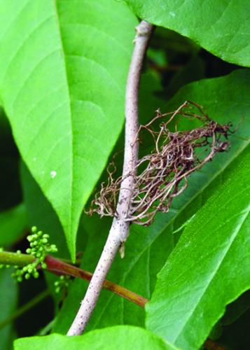 poison ivy aerial root