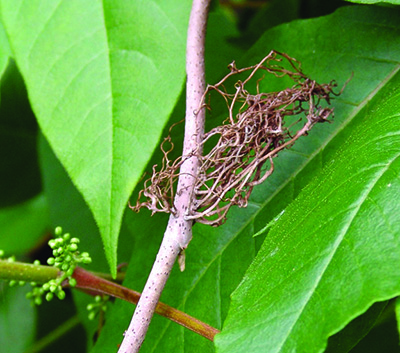 poison ivy aerial root