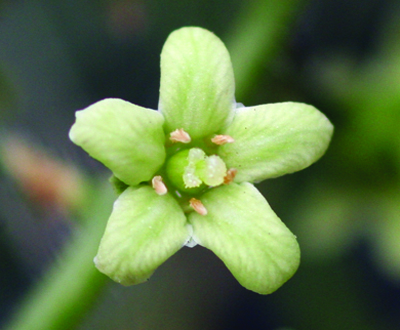 poison ivy flower