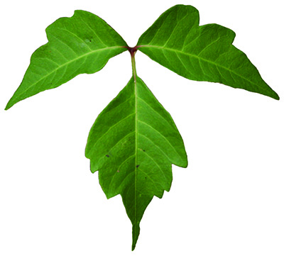poison ivy leaf