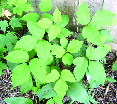 poison ivy plant