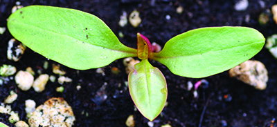 pokeweed cotyledon