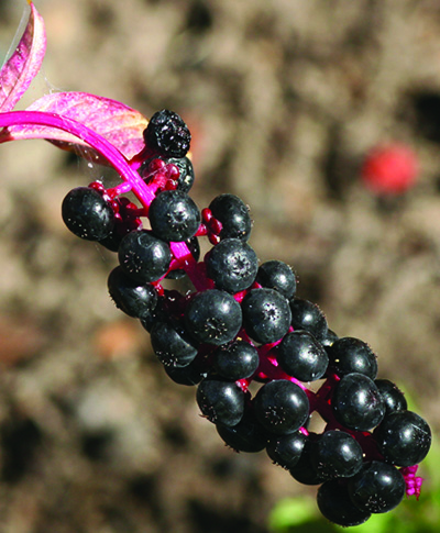 pokeweed fruit