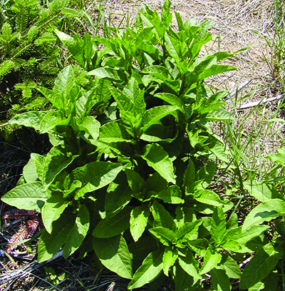 pokeweed plant