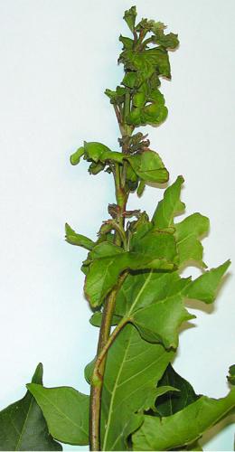 Potato leafhopper damage