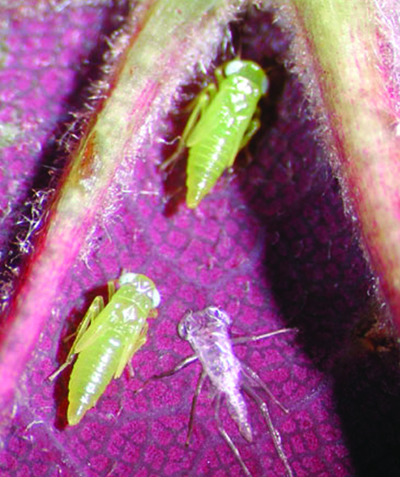 Potato leafhopper