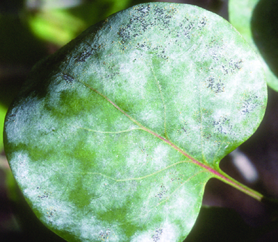 Powdery mildew