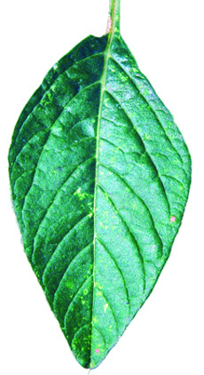 Powell amaranth leaf