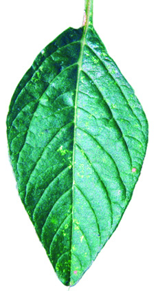 Powell leaf