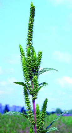 Powell amaranth seedhead