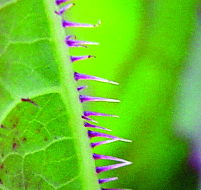 Prickly lettuce leaf midvein