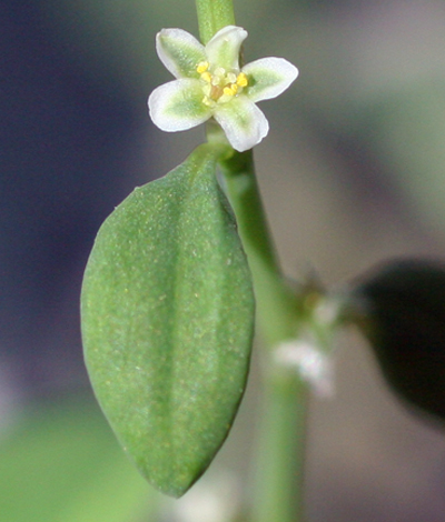 Image of Single flower of prostrate knotweed