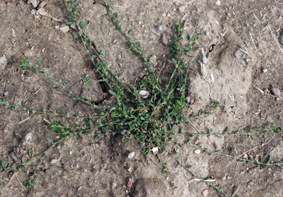 prostrate knotweed plant