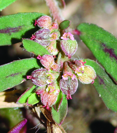 Prostrate spurge fruit