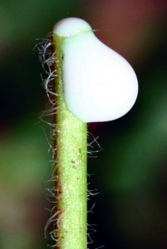 Prostrate spurge's milky sap