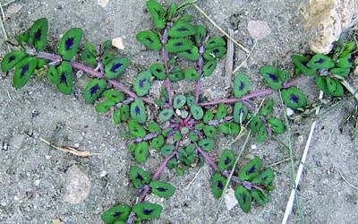 Prostrate spurge plant