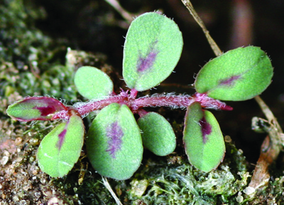 Prostrate spurge seedling