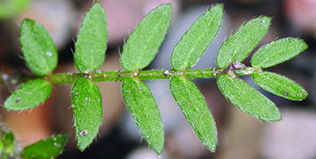puncturevine leaf