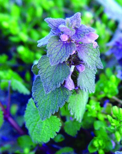 purple deadnettle purple foliage & flowers