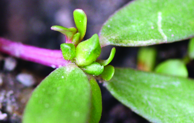 purslane fruit