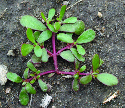 purslane plant