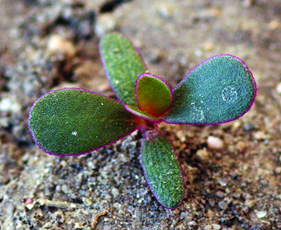 purslane seedling