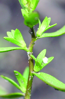 purslane speedwell flowers