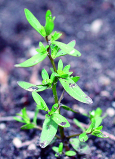 purslane speedwell plant