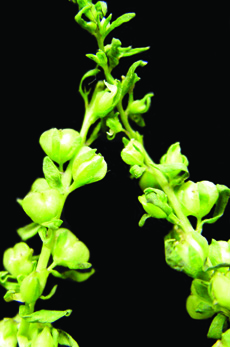 purslane speedwell capsules