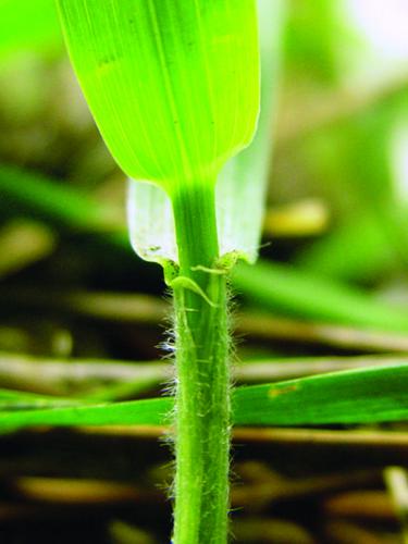 quackgrass ligule