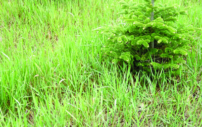 patch of quackgrass