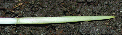 sharp-tipped rhizome of quackgrass