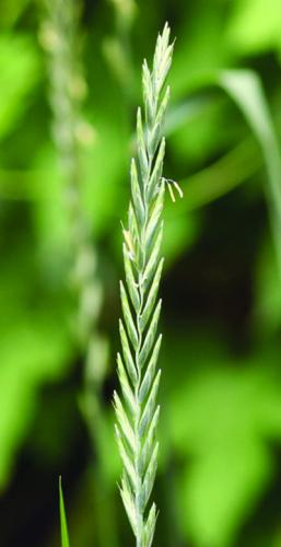 quackgrass seedhead