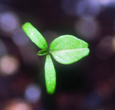 redroot pigweed seedling