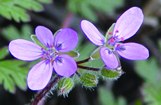 redstem filaree flowers & fruit