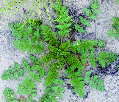 redstem filaree rosette