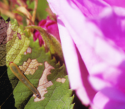 Rose slug