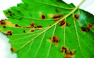 Cedar apple rust