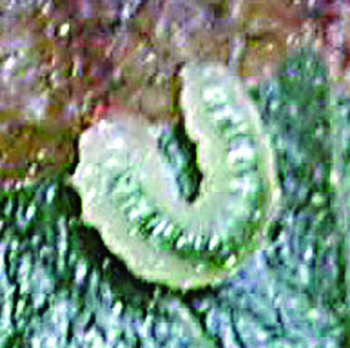 Sawfly larva from hawthorn