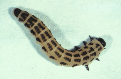 sawfly larvae