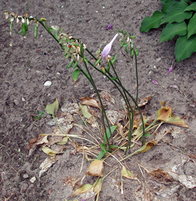 Sclerotium hosta plant