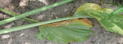 Sclerotium yellowed hosta foliage