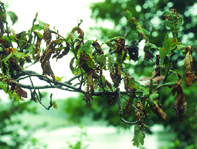 Shade anthracnose oak