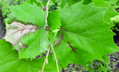 Shade anthracnose sycamore