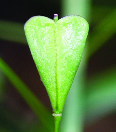 shepherd's purse fruit